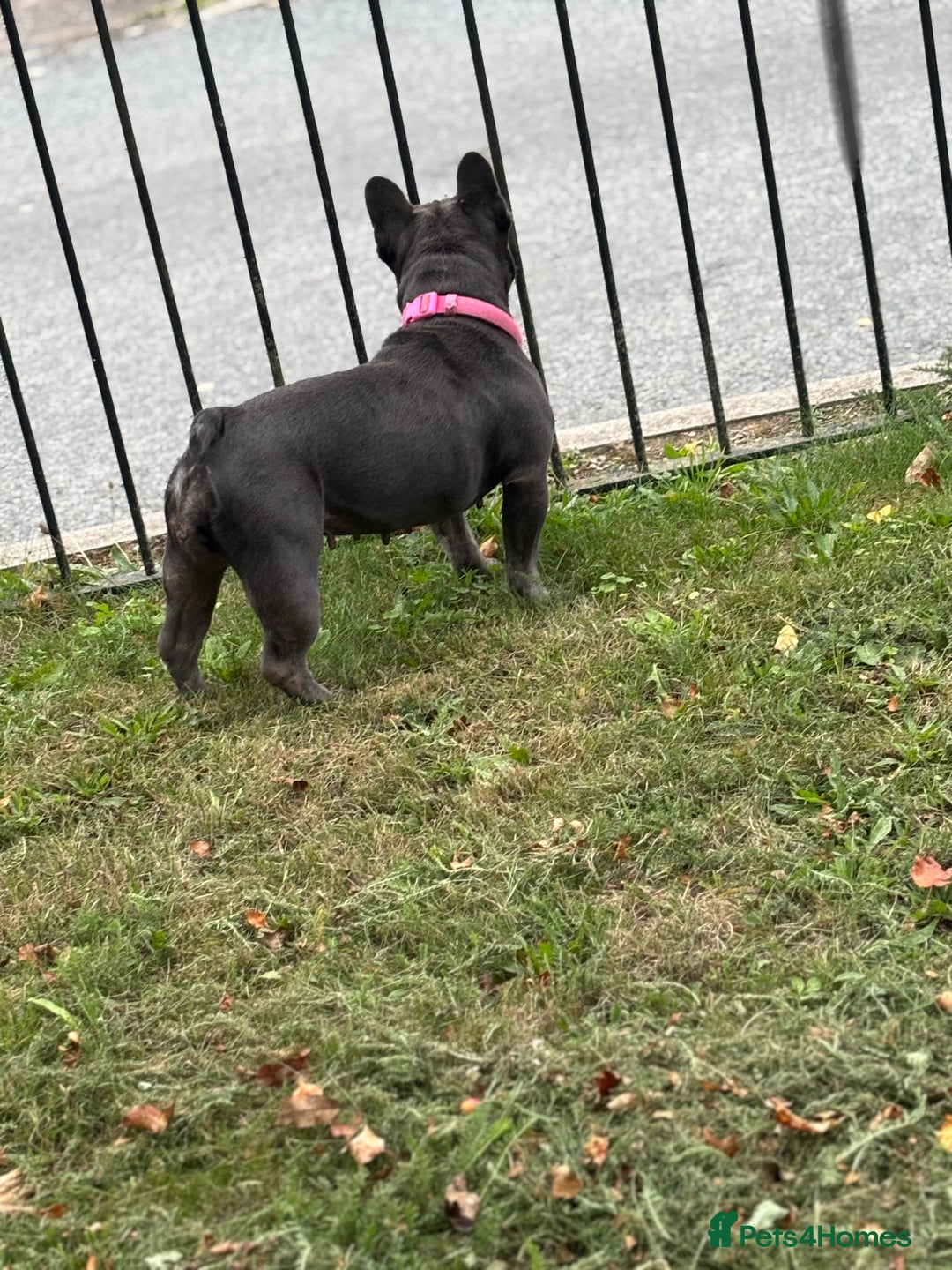 French Bulldog dogs for sale: Mini bulls - Advert 16