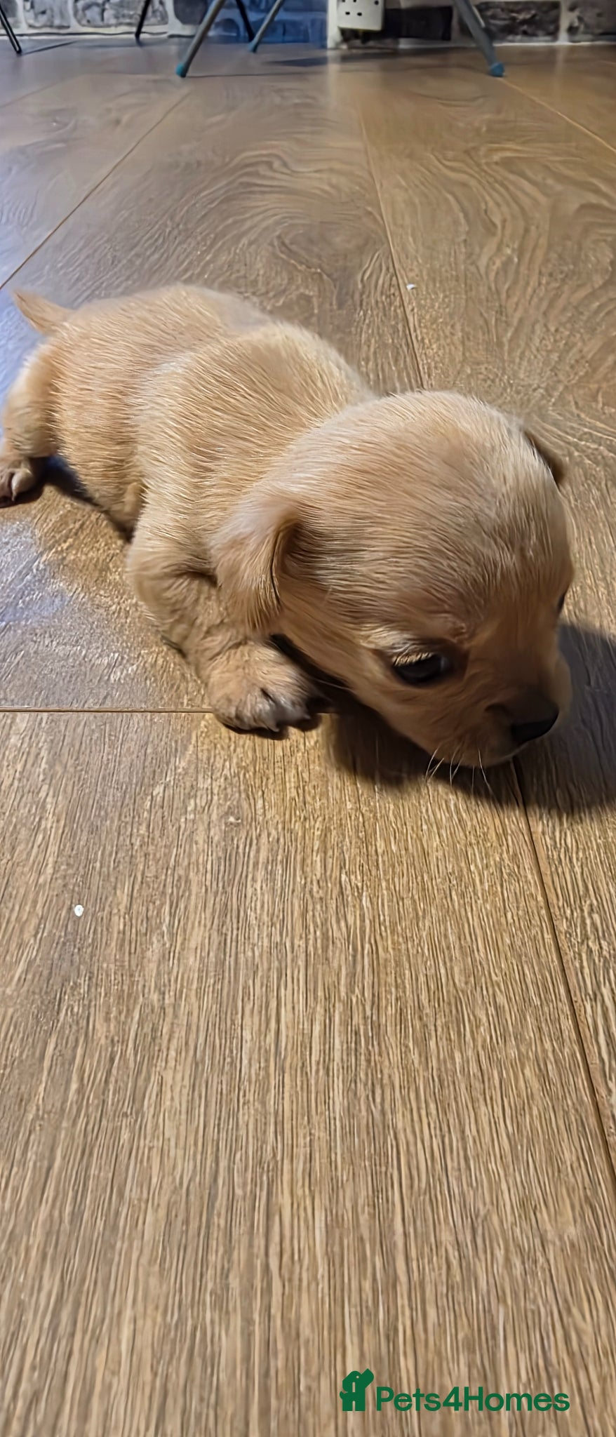 Chihuahua dogs for sale: Long & short haird chihuahua puppies  in Wirral - Advert 27