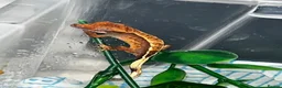 Gecko reptiles for sale: Four baby crested geckos  - Advert 3