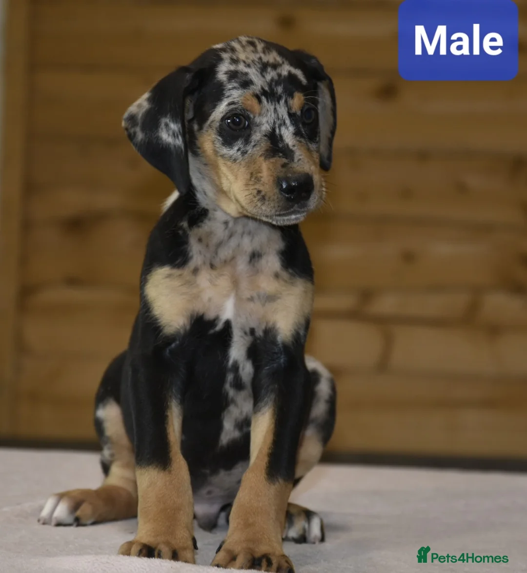 Mixed Breed dogs for sale: Unique hybrid dobermann puppies - Advert 13