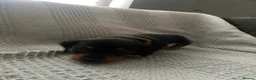 Miniature Dachshund dogs for sale: Beautiful Black and Tan miniature dachshund  - Advert 14