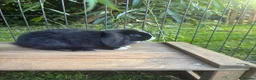 Mini Lop rabbits for sale: Gorgeous blue eye black mini lop  - Advert 1