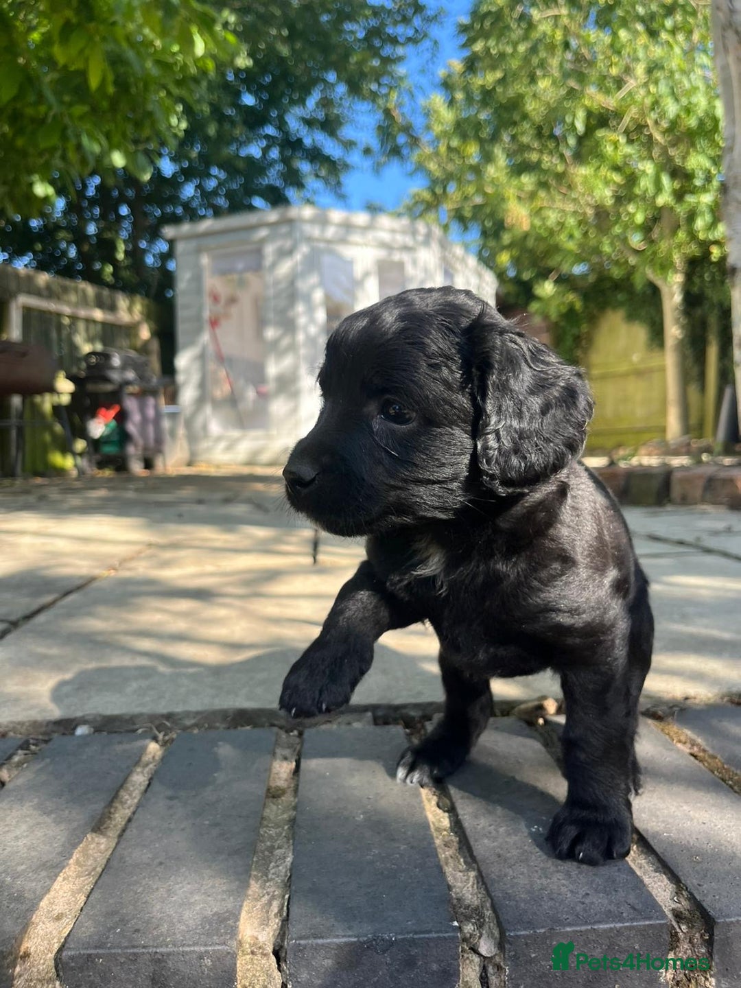 Mixed Breed dogs for sale: Cavapoo x cockapoo puppies in Loughborough - Image 23