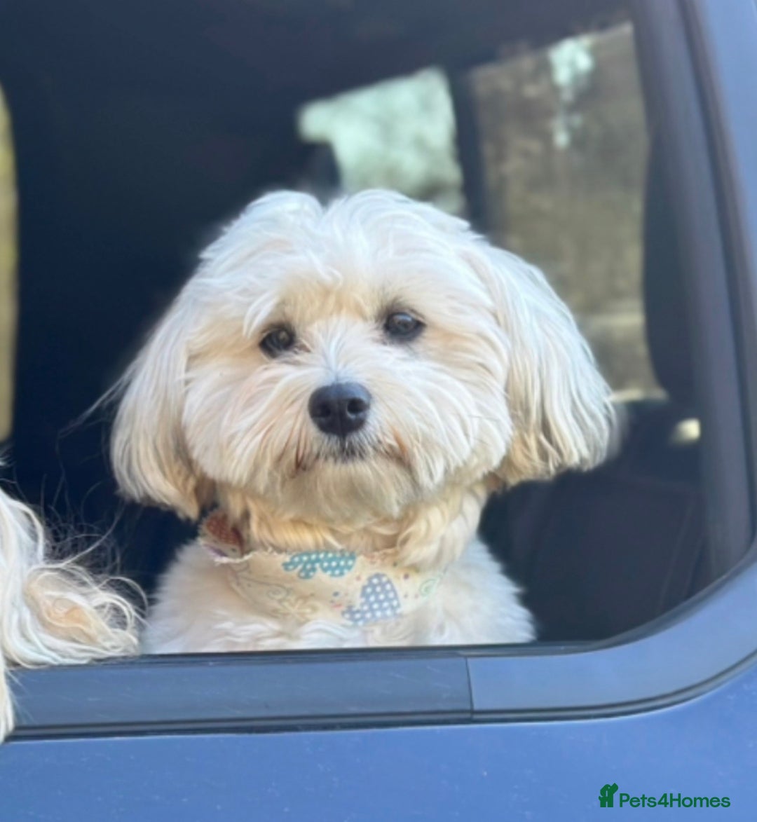 Havanese dogs for sale: Two Beautiful Havanese Male puppies  - Advert 6