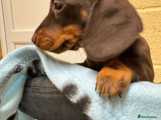 Miniature Dachshund dogs CHOCOLATE AND CREAM MINIATURE DACHSHUND PUPPY - Advert 2