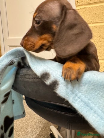 Miniature Dachshund dogs CHOCOLATE AND CREAM MINIATURE DACHSHUND PUPPY - Advert 7