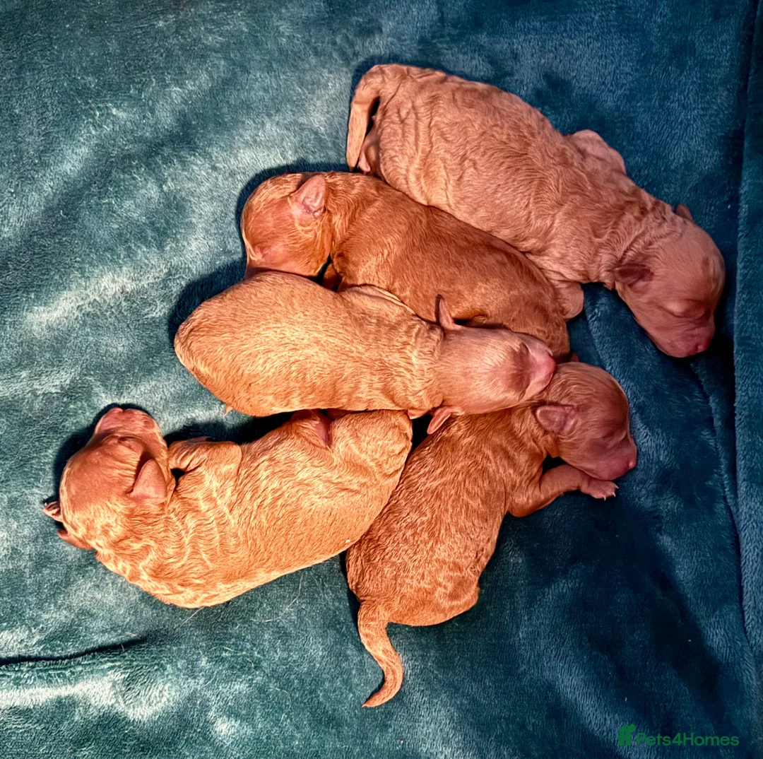 Miniature Poodle dogs for sale: Gorgeous KC Registered Miniature Poodles - Advert 3