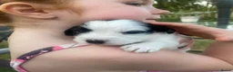 Jack Russell dogs for sale: Jack Russel terrier mix puppies not pure!  - Advert 3
