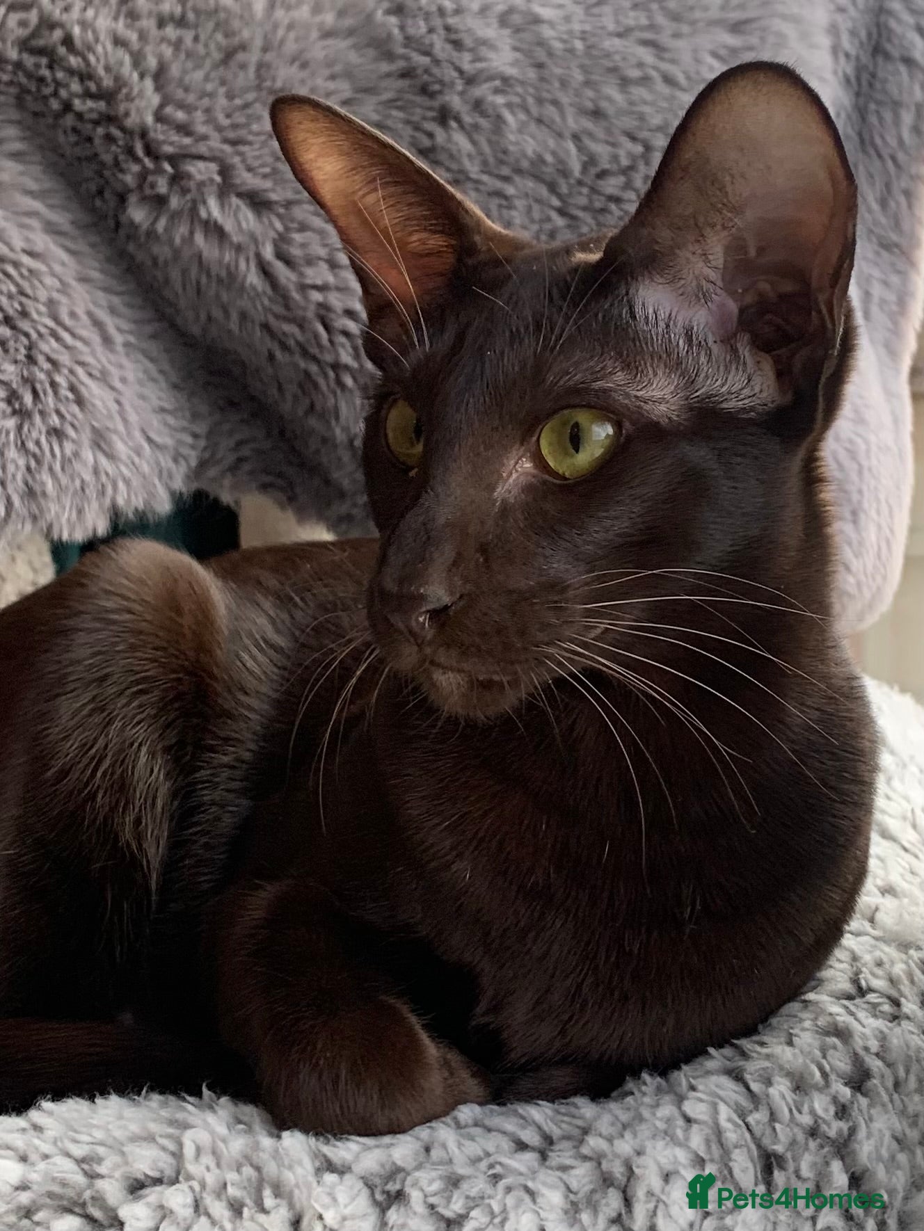 Oriental cats GCCF Reg, 9m old Havana Oriental Boy. - Advert 6