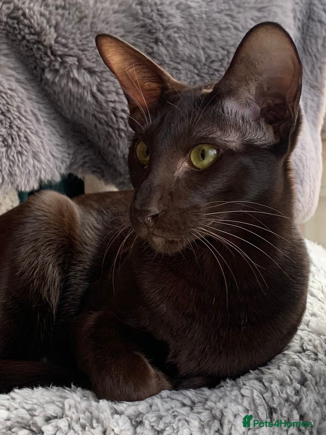 Oriental cats for sale: GCCF Reg, 9m old Havana Oriental Boy. - Advert 1