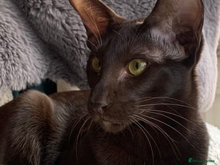 Oriental cats GCCF Reg, 9m old Havana Oriental Boy. - Advert 3