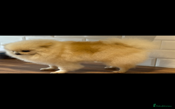 Pomeranian dogs for sale: Male Pomeranian  - Image 14