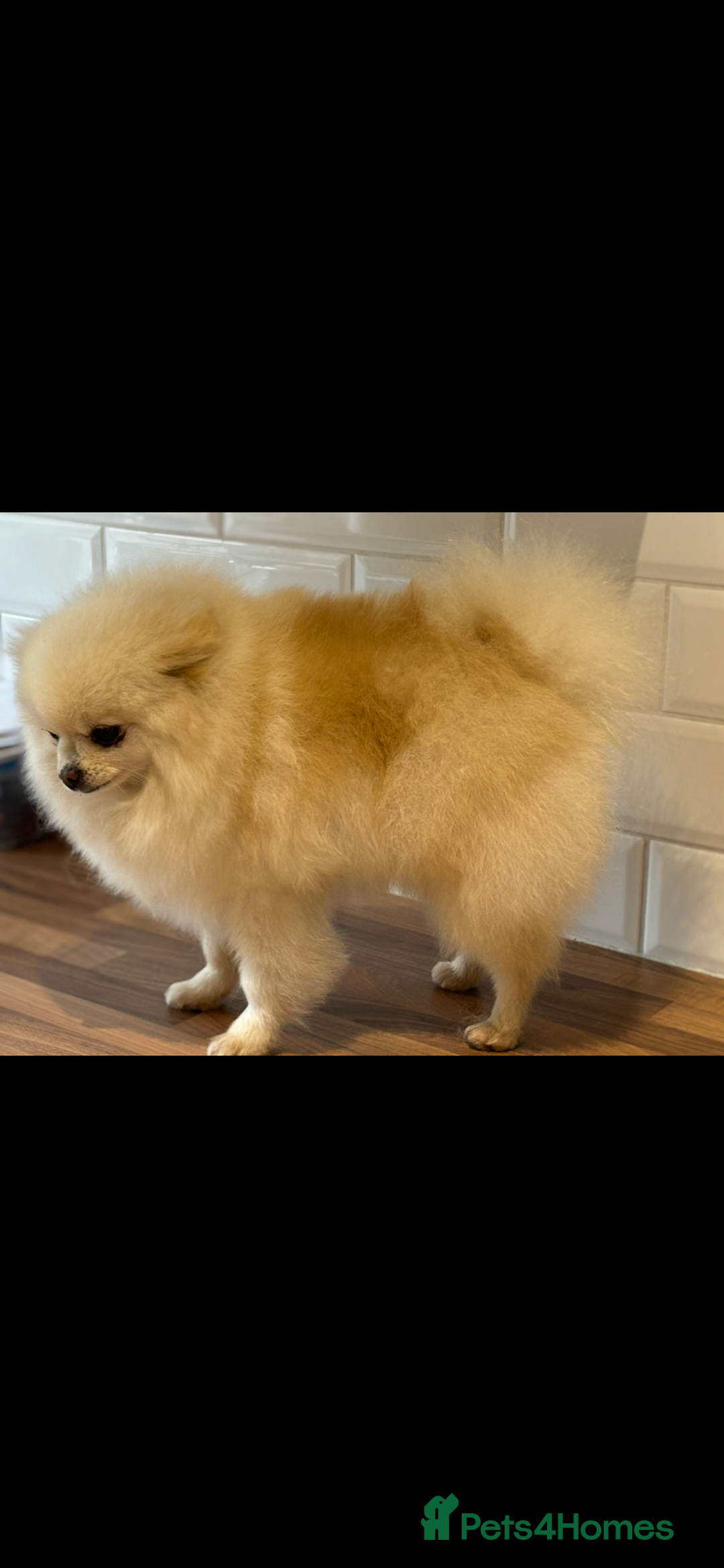 Pomeranian dogs for sale: Male Pomeranian  - Image 14