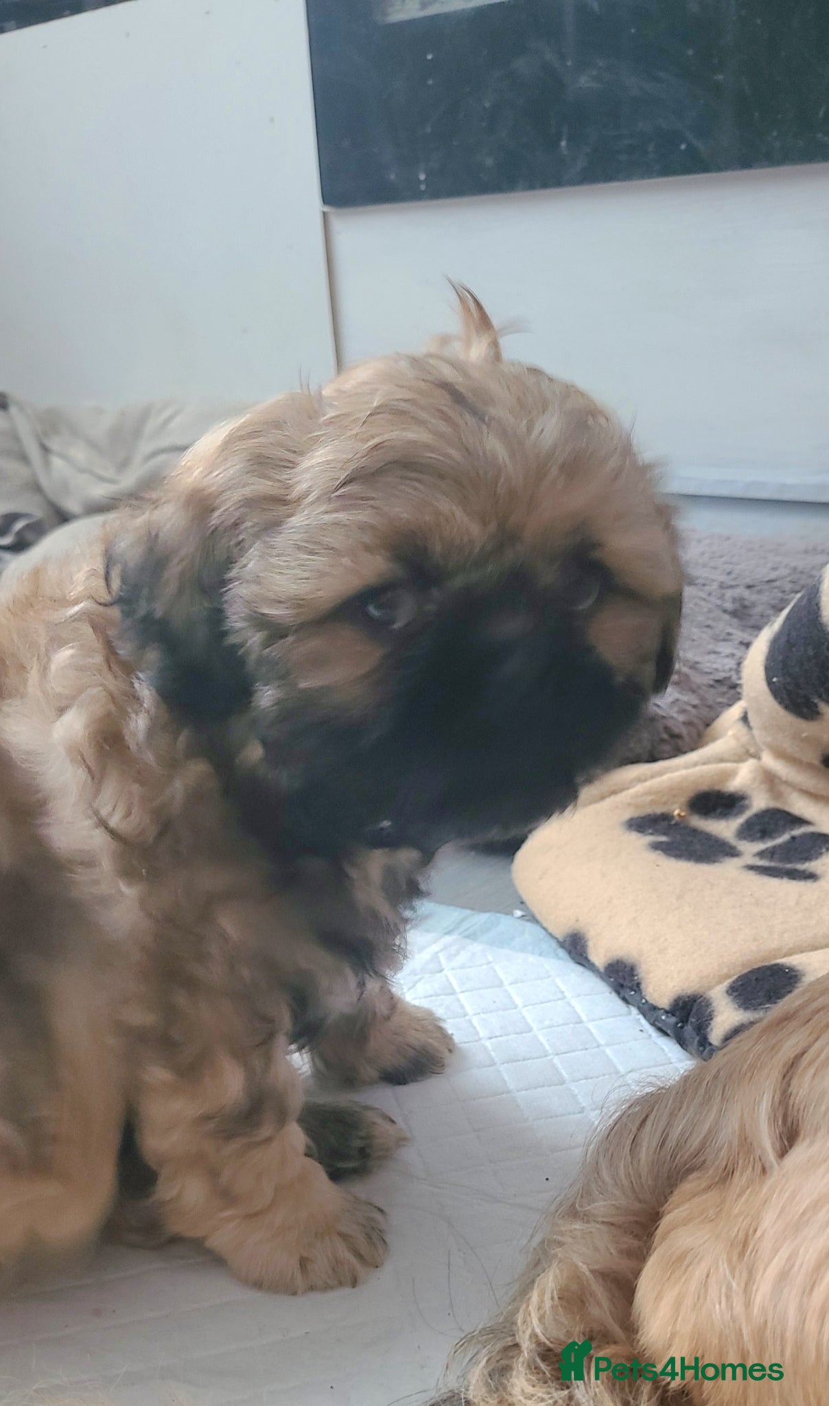 Shih Tzu dogs for sale: 2 beautiful boys ready for New home from Wednesday - Advert 3