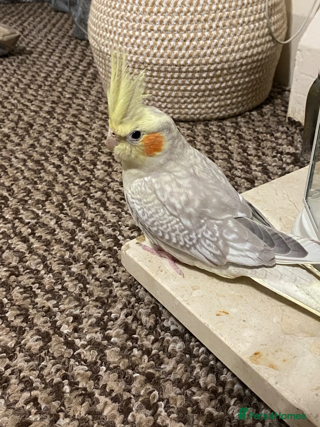 Cockatiels birds for sale: Young lutino cockatiel, semi tamed, 24 weeks old   - Advert 1