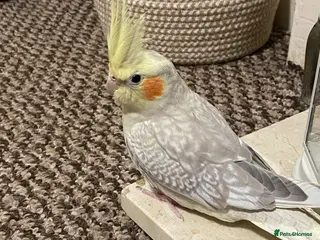 Cockatiels birds Young lutino cockatiel, semi tamed, 24 weeks old - Advert 1