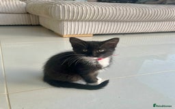 Mixed Breed cats for sale: Bengal x Ragdoll x Tabby kittens ready to go💕 - Image 4