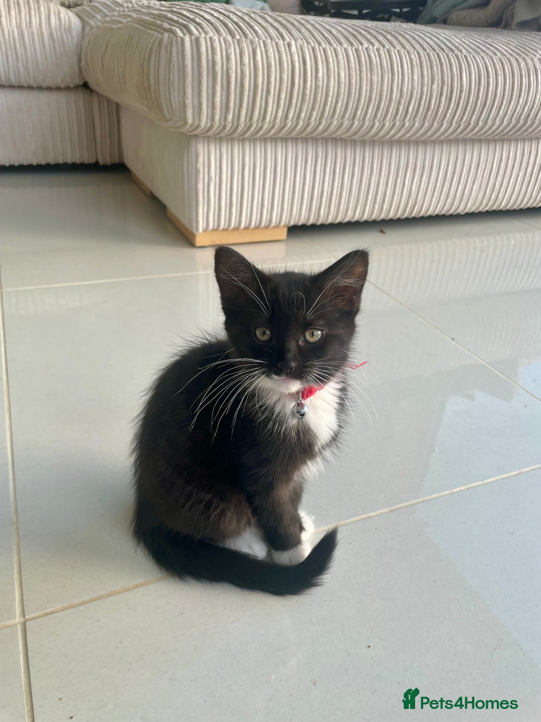 Mixed Breed cats for sale: Bengal x Ragdoll x Tabby kittens ready to go💕 - Image 4