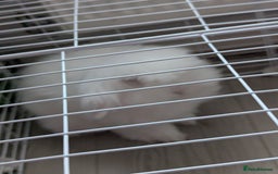 Angora rabbits for sale: Teddy widder Rabbit - Image 1