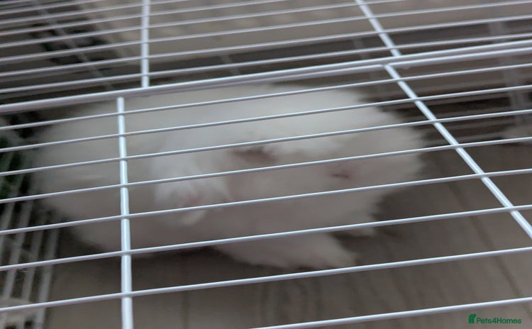 Angora rabbits - Advert 3