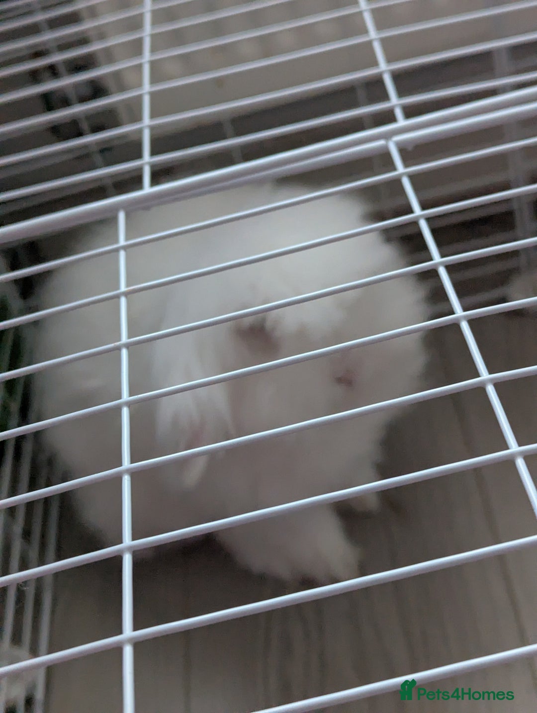 Angora rabbits for sale: Teddy widder Rabbit - Image 1