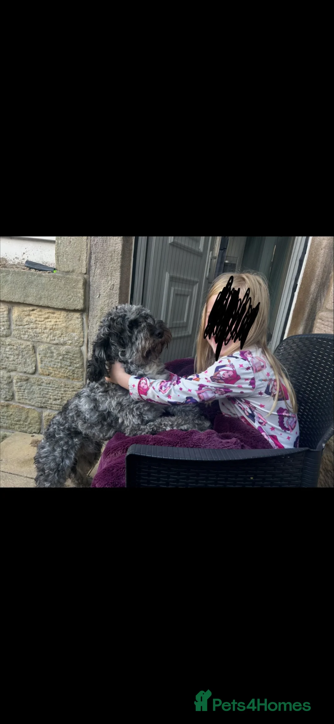 Cockapoo dogs for sale: NOT A PUPPY PLEASE READ CAREFULLY in Colne - Advert 7