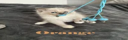 Ragdoll cats for sale: Beautiful Ragdoll Kittens  - Advert 5