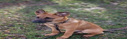 Belgian Shepherd Dog dogs for sale: Snyper - Belgian Malinois - 7 Months - Advert 4