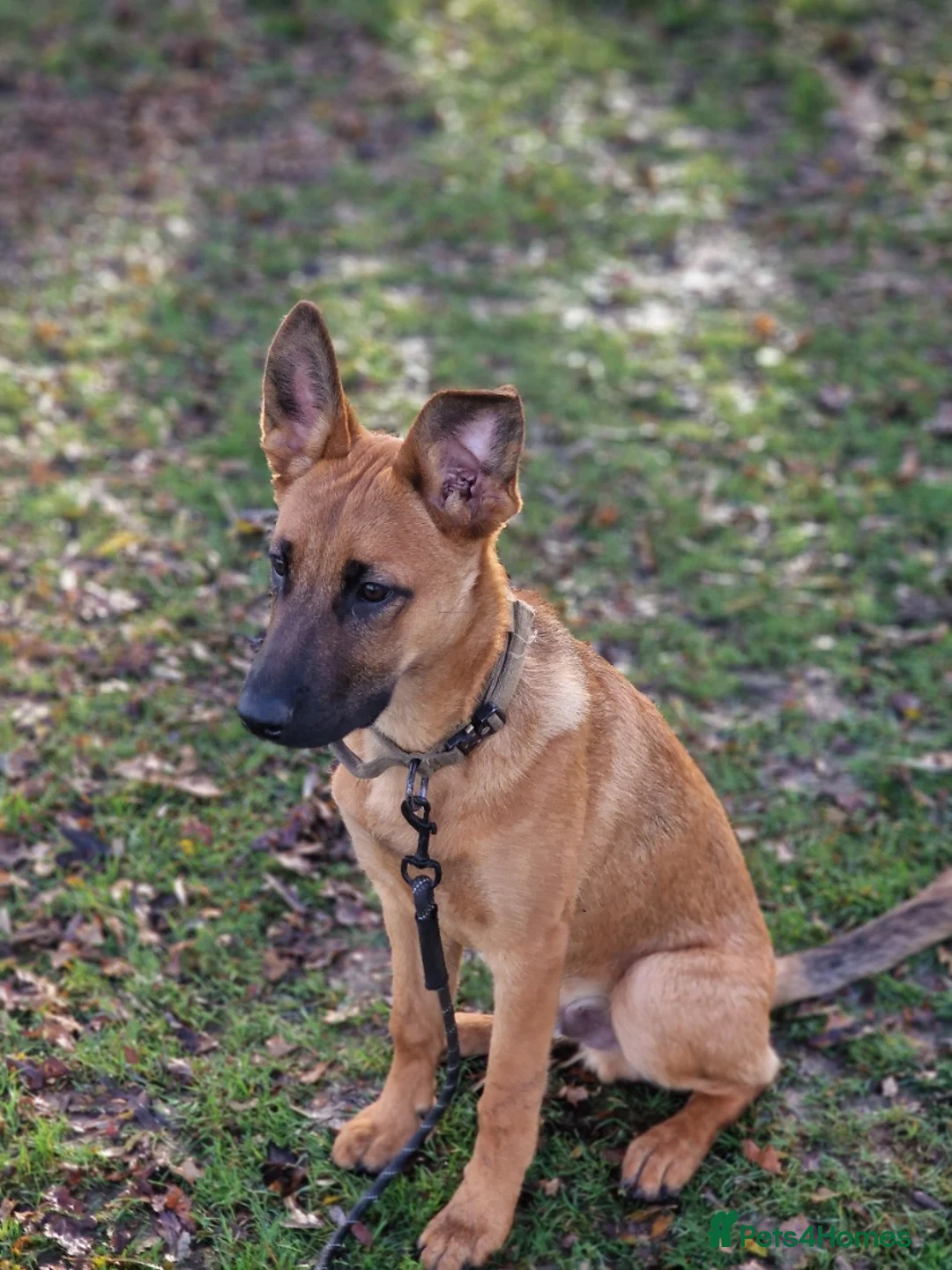 Belgian Shepherd Dog dogs for sale: Snyper - Belgian Malinois - 7 Months - Advert 4