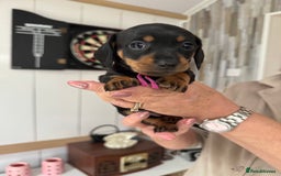 Miniature Dachshund dogs for sale: Miniature dachshund puppies - Image 8