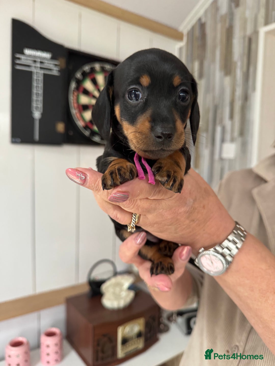 Miniature Dachshund dogs for sale: Miniature dachshund puppies - Image 8
