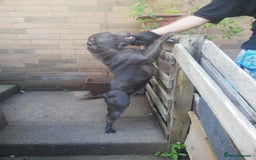 Staffordshire Bull Terrier dogs for sale: #Ready2go Kc registered blue staffy pups 4 sale - Image 9
