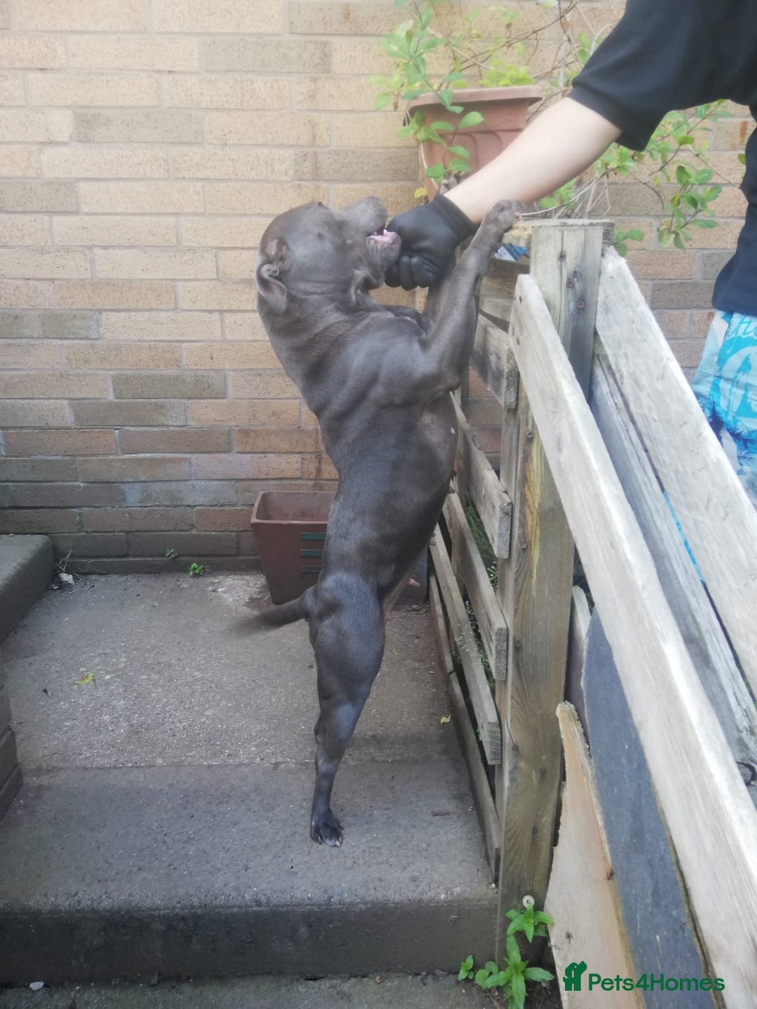 Staffordshire Bull Terrier dogs for sale: #Ready2go Kc registered blue staffy pups 4 sale - Image 9