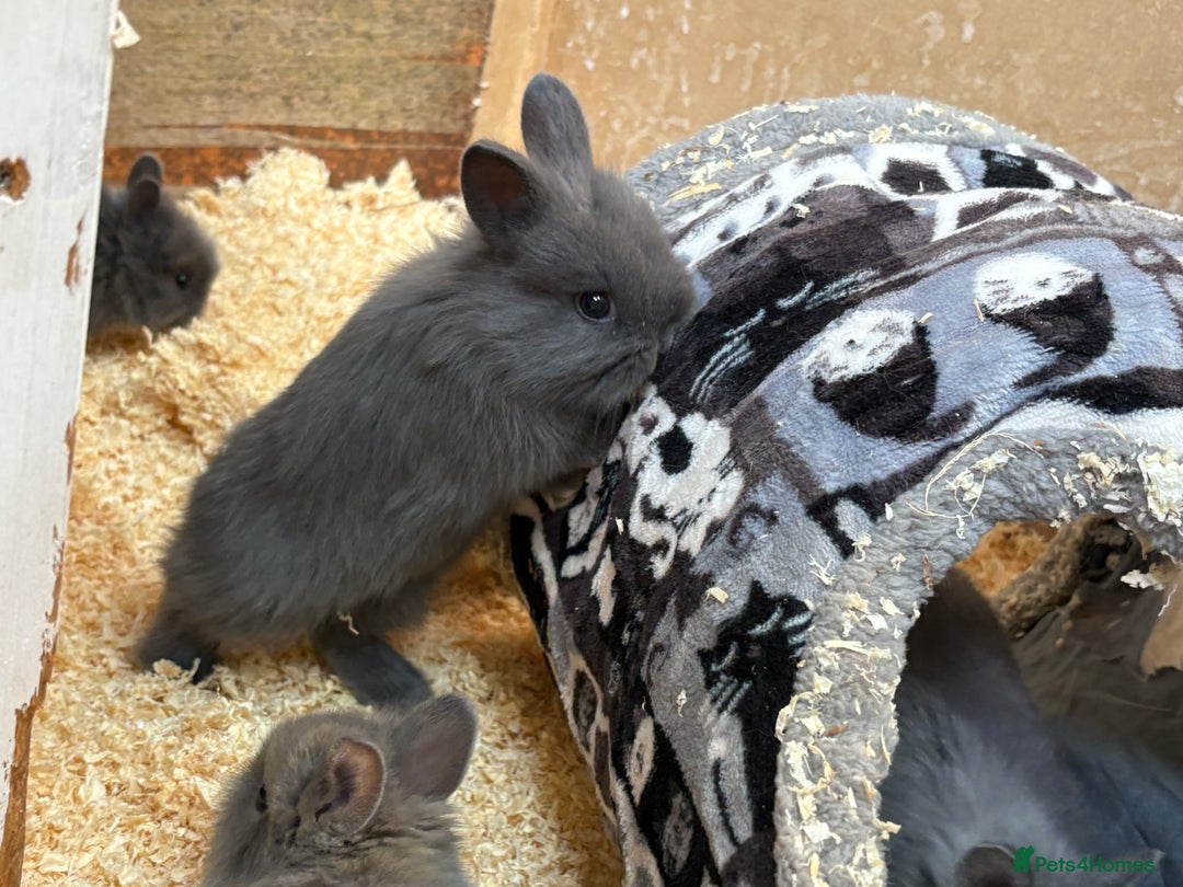 Netherland Dwarf rabbits for sale: Netherlands x lion heads  - Image 4