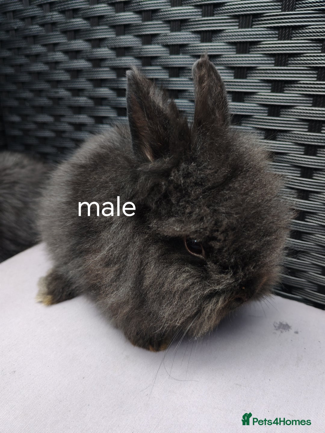 Lionhead rabbits for sale: Double maned lion head babies ready to leave now - Image 3