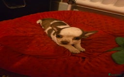 Chihuahua dogs for sale: Lovely Chihuahua Puppies looking for a Loving Home - Image 12