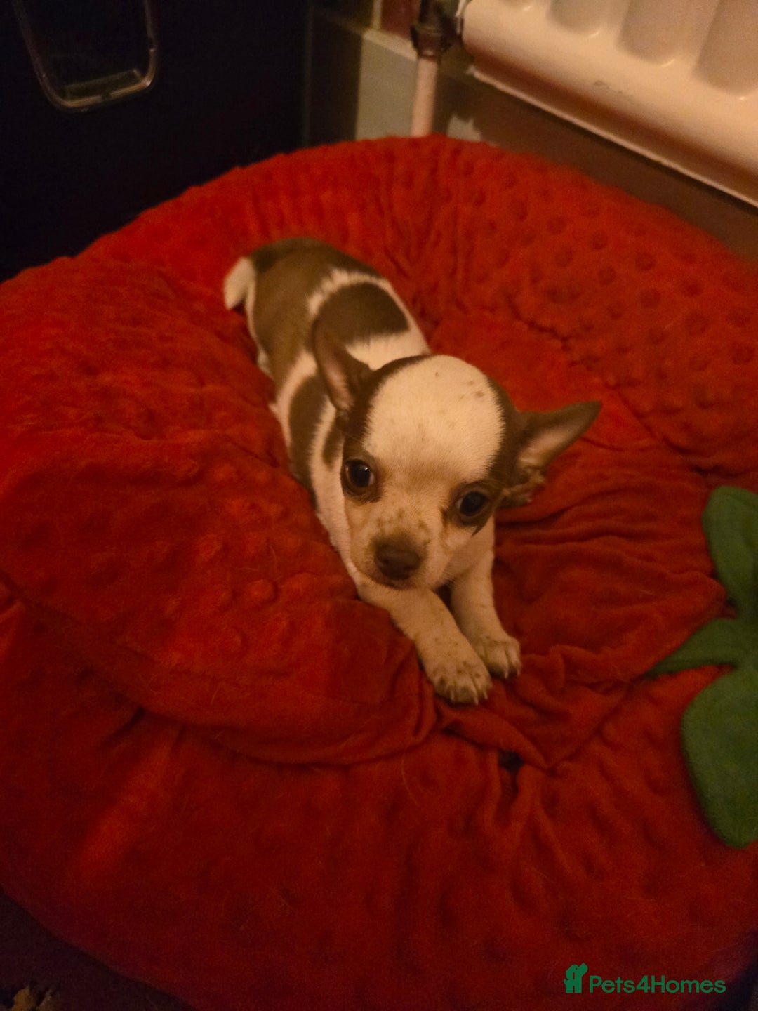 Chihuahua dogs for sale: Lovely Chihuahua Puppies looking for a Loving Home - Image 12