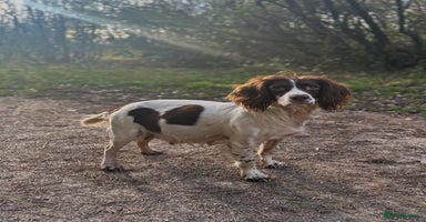 English Springer Spaniel dogs KC Registered English Springer Spaniel Puppies - Advert 6