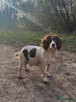 English Springer Spaniel dogs KC Registered English Springer Spaniel Puppies - Advert 2