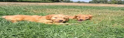 Mini Goldendoodle dogs for sale: F1 Fully Healthy Tested Goldendoodles  - Advert 12