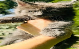 Maine Coon cats for sale: Stunning Pure Breed Maine Coon Kittens  - Image 10