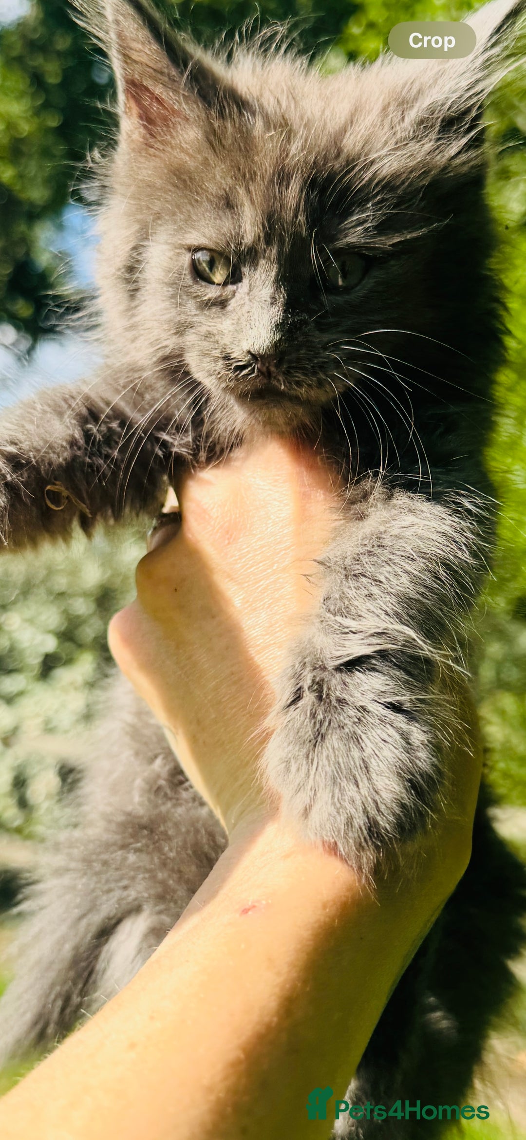Maine Coon cats for sale: Stunning Pure Breed Maine Coon Kittens  - Image 10