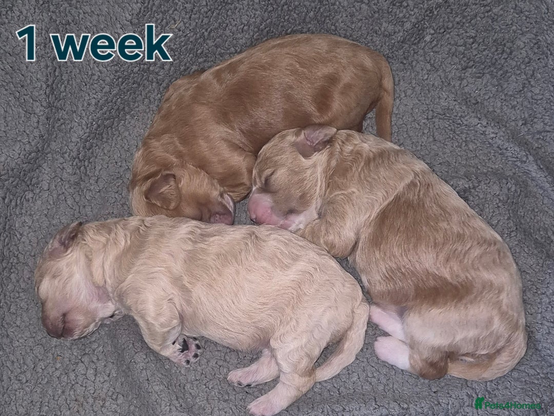 Cavapoochon dogs for sale: 3 pretty girls - Advert 1