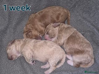 Cavapoochon dogs 3 pretty girls - Advert 1