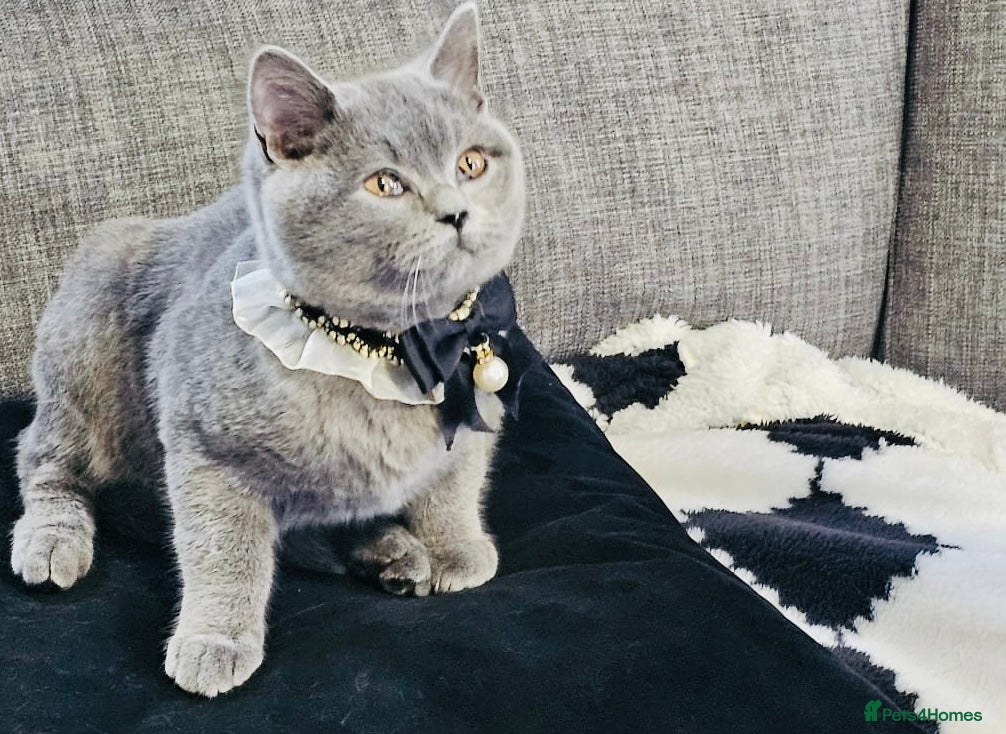 British Shorthair cats Stunning Blue British Shorthair Kitten 19 Weeks! - Advert 13