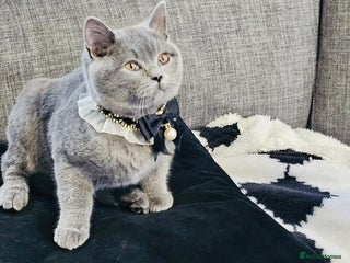 British Shorthair cats Stunning Blue British Shorthair Kitten 19 Weeks! - Advert 13