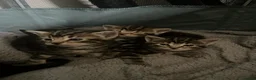 Mixed Breed cats for sale: Kittens for sale - Advert 5