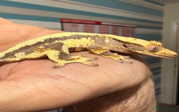 Gecko reptiles for sale: Lilywhite Crested Geckos  - Image 1
