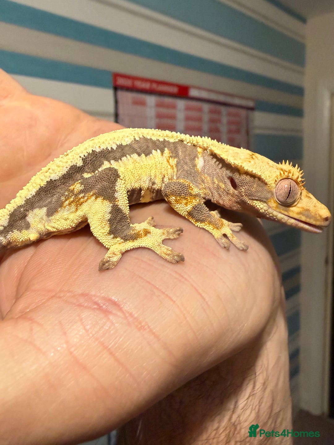 Gecko reptiles for sale: Lilywhite Crested Geckos  - Image 1