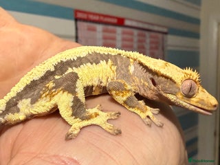 Gecko reptiles - Advert 6